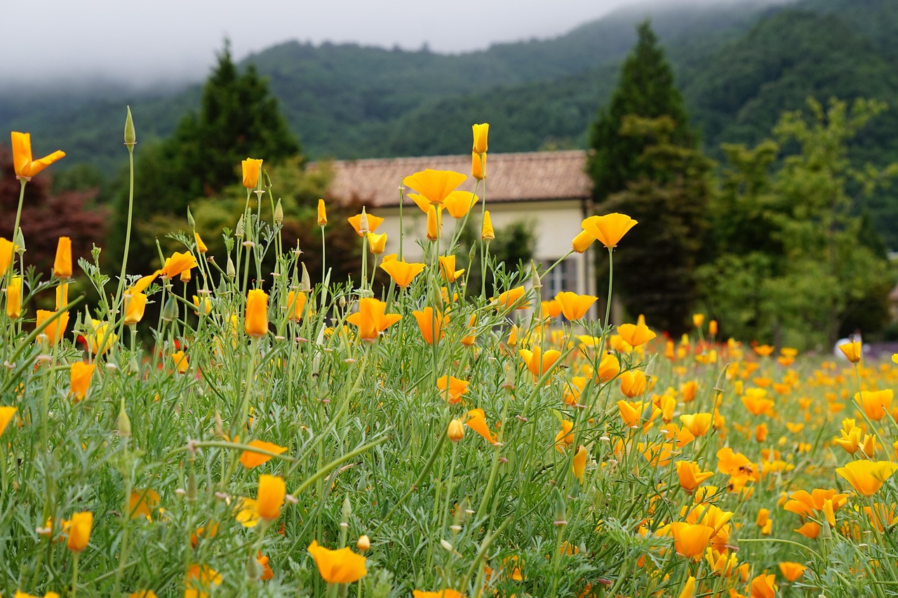 第七史诗国际服：免费上网科学工具app详情下载教程