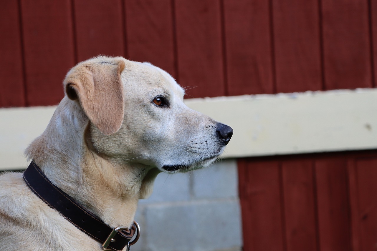 出售微信号码：youtube app 离线详情下载教程视频