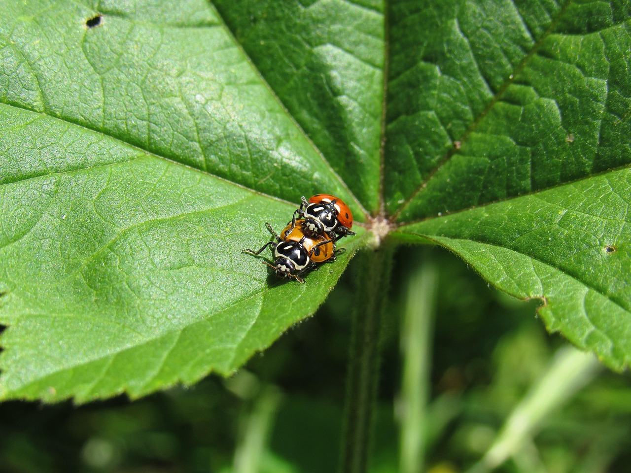 爱喜蓝指南针爆珠：翻页相册详情下载教程app